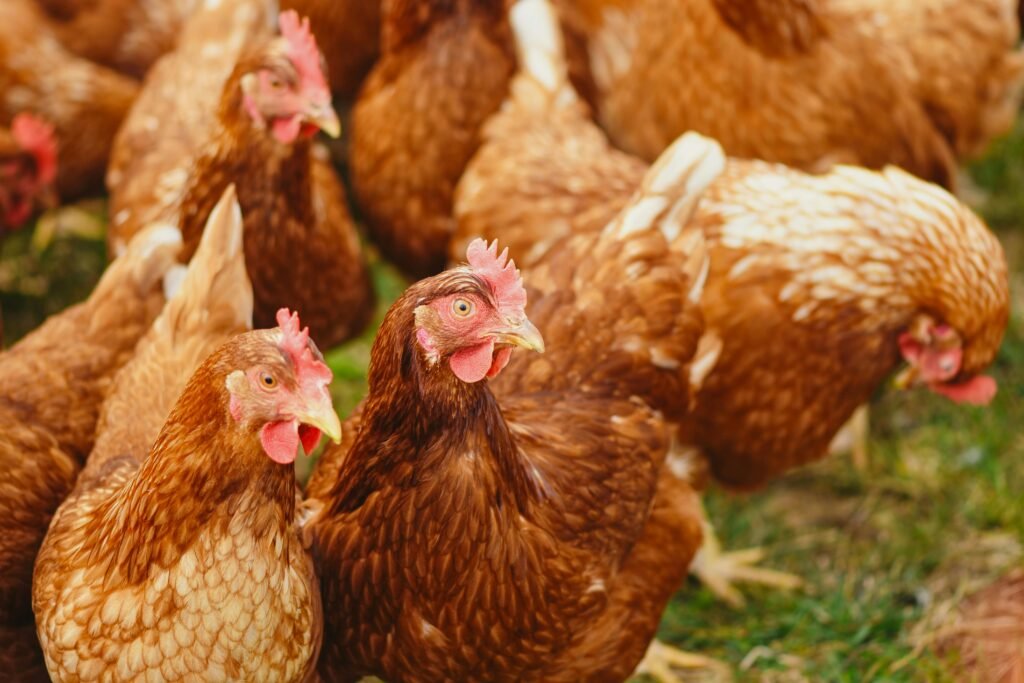 Close-up of brown chickens pecking in a sunny rural farmyard.